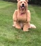 Dog Shows Off Cute Teddy Bear Costume