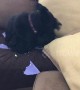 Don\'t look at me! Guilty Scottie dog hides behind a pillow after being caught