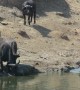 Fearless hippo calf warns thirsty buffalo to stay clear of \'his\' water