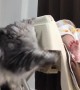 Gentle cat plays with napping baby