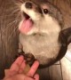 This otter makes some adorable noises when asking for dinner