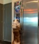Smart Dog Uses Ice Cube Dispenser