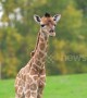 Rare moment captured on CCTV as Giraffe gives birth
