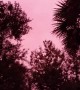 Sky Turns Neon Pink After Hurricane Michael