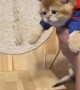 Superhero Kitten