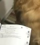 Dog Helps Turn The Page