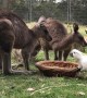 Cockatoo Steals Kangaroos Food
