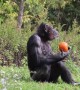 Animals get in the Halloween spirit as they feast on pumpkins