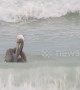 Pelican fearlessly rides post-hurricane waves on Florida beach