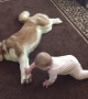 Husky plays with this baby in the most cautious way