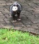 Opossum Family Finds Shelter