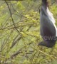 Wild New Zealand wood pigeon is drunk on forest berries