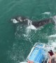 Great white shark soaks tourists on boat