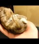 A handful of baby bunny