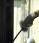 Pesky squirrel tries its best to hang onto slippery bird feeder pole