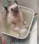 This hedgehog absolutely adores bath time