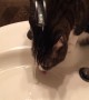 Cat Gets A Little Too Close to His Drink