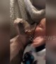 Baby sucks on Sphynx cat\'s head
