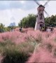 Selfie-mad tourists in China destroy rare pink grass field