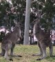 Playful Kangaroo Sparring Session