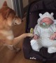 This shiba dog takes babysitting very seriously