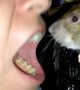 Pet Rat Cleans Owners Teeth
