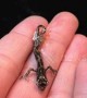 Watch the amazing moment a tiny baby chameleon takes its first breath