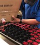 Kitchen worker fills 70 ketchup pots in a matter of seconds
