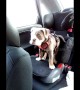 12-week-old bulldog can\'t fit in her old booster seat