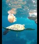 Turtles chow down on large jellyfish