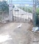 Dogs flee as out-of-control SUV demolishes house gate