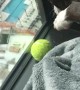 Edgy Tennis Ball Dilemma