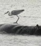 Hippo drenches heron using it as perch