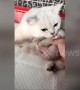 Protective cat prevents owner from taking kitten away