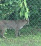 Bobcat Makes Visit to Florida Backyard