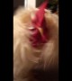 Cotton the rooster runs into camera