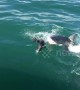 That was close! Seal narrowly escapes great white shark’s jaws