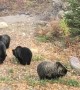 Bears Do Some Backyard Snacking