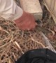 Man Retrieves Fleeing Snake From Under Fence