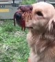 Golden Retriever balances crawfish on his nose