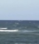 Whales Breach Near Beach