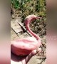 Chinese farmer stunned when she finds swan-shaped sweet potato in her harvest