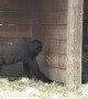Cheeky gorilla baby loves to wind up his dad