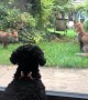 Adorable dog has \'standoff\' through window with three young foxes