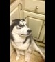 Vocal husky is very \