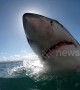 Breaching great white shark obscures sun completely