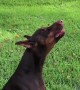 Pinscher Has Conversation with Passing Firetruck