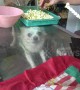Not for sale: Shy Chihuahua hides inside glass counter at kiosk