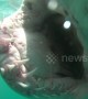 This close encounter with a shark reveals inside of predator\'s massive jaws