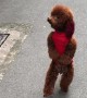 Dog Goes for a Different Type of Run